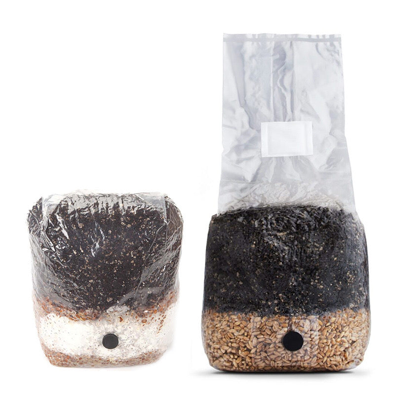 Spawn Bags-20 Pack